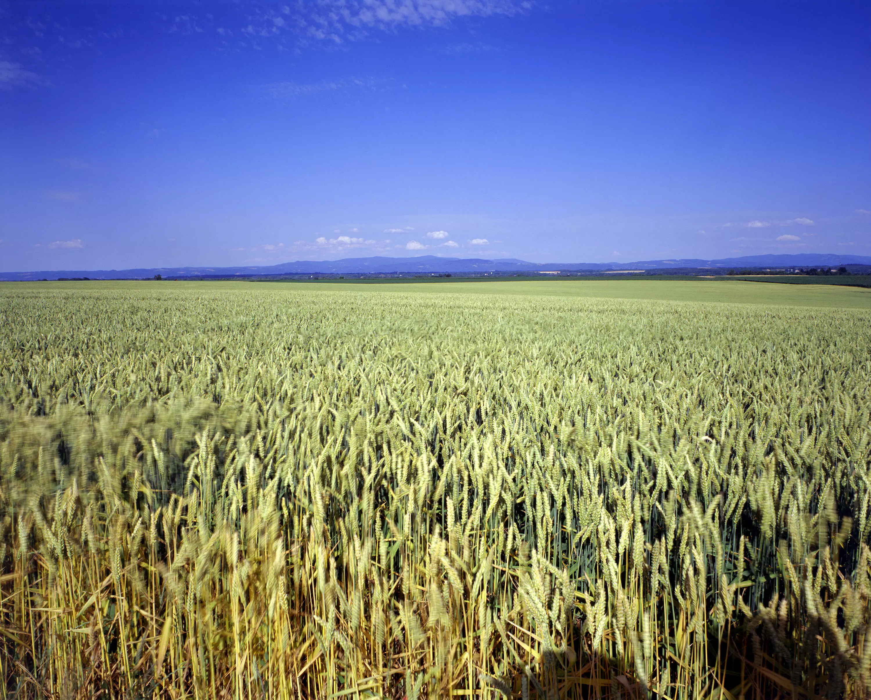 Vegetal-based products and green chemistry